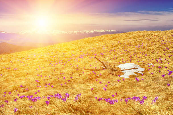 Flores da primavera (crocos) em montanhas dos Cárpatos
 - Foto, Imagem