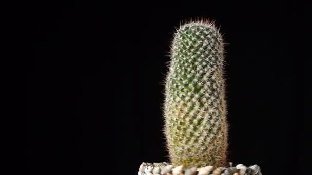 Cactus on black background, seamless loop footage - Materiał filmowy, wideo