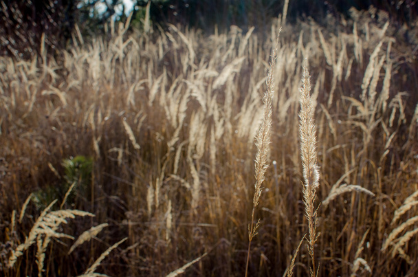 травы в природе
 - Фото, изображение