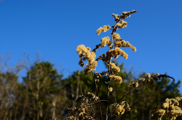 pensas ja kevyt pehmeä kukkii talvella
 - Valokuva, kuva