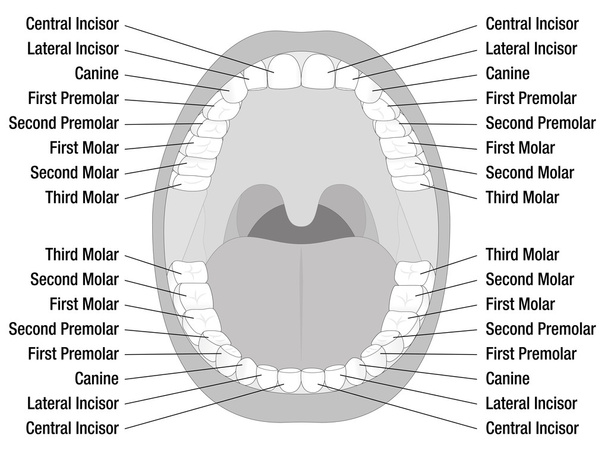 Noms des dents bouche ouverte
 - Vecteur, image
