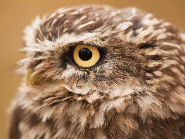 Head of little nothern owl - Фото, изображение