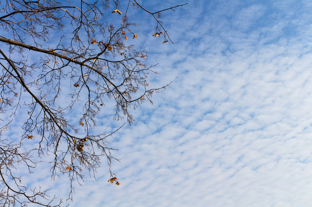 bardzo piękne niebo jesienią - Zdjęcie, obraz