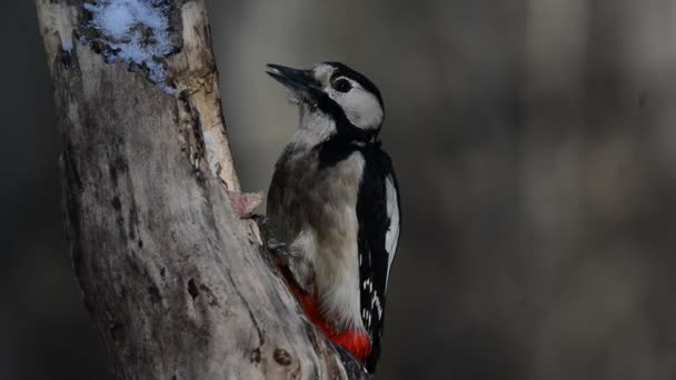 great spotted woodpecker - Footage, Video