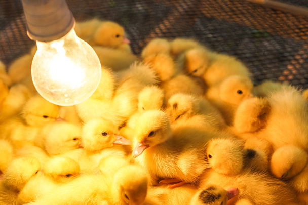 Criar pollos jóvenes en un gallinero
 - Foto, imagen