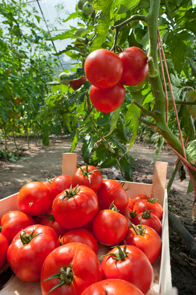 Tomaten pflücken - Foto, Bild