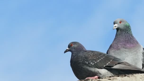 zwei graue Tauben Sex Taube küssen auf blauem Himmel Hintergrund - Filmmaterial, Video