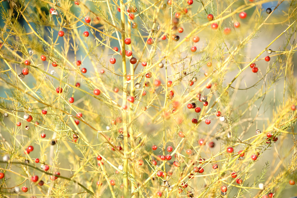 Kırmızı meyveler kuşkonmaz bitki - Fotoğraf, Görsel