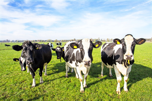 A vidéken, a holland tehén - Fotó, kép
