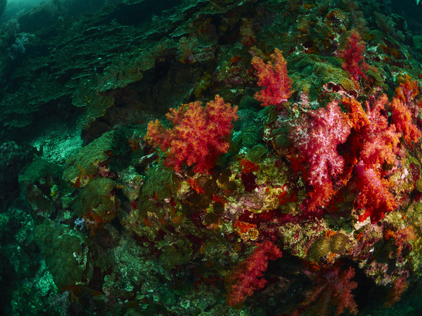 coral reef and reef fish - Фото, зображення