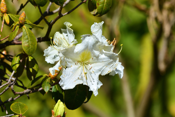 Рододендрон Слювіджіанум біла квітка
 - Фото, зображення