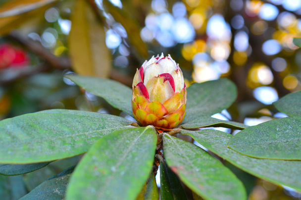 Rhododendron arboreum flower - Foto, Bild