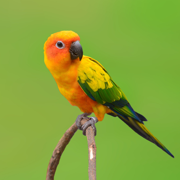 zon papegaaiachtigen papegaai vogel - Foto, afbeelding