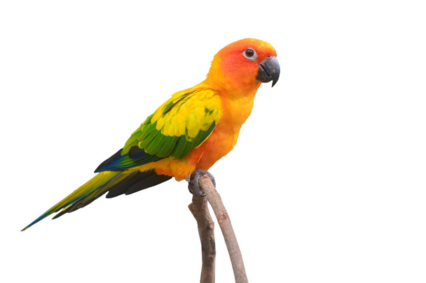 Sun Conure Parrot bird - Photo, Image