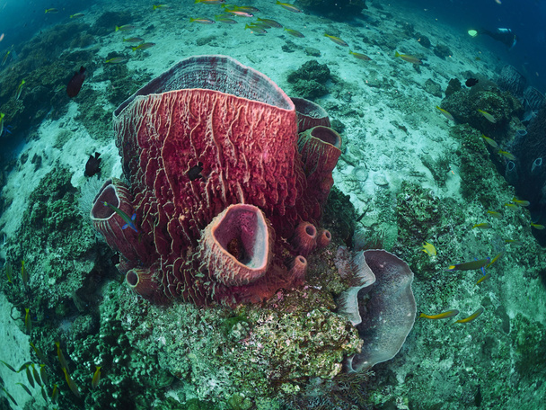 Abanico coral en submarino
 - Foto, imagen