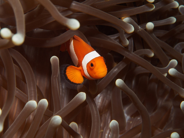 Nemo - Clown ryb na Sasanka - Fotografie, Obrázek