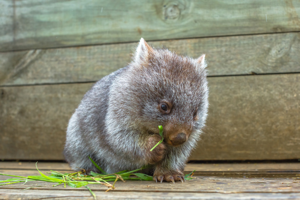 Pequeno Wombat comendo
 - Foto, Imagem