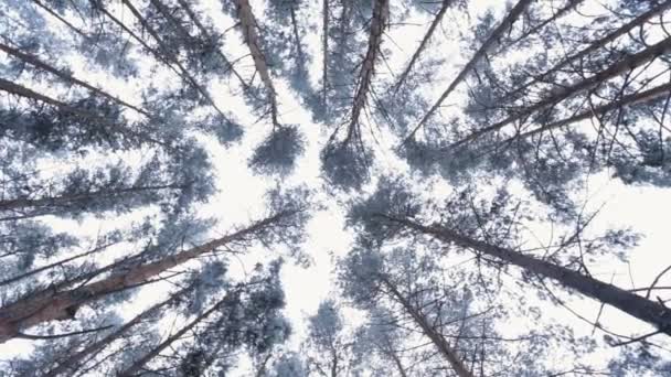 Téli tűlevelű erdő - Felvétel, videó