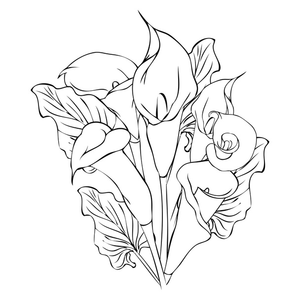 Calla flowers outline drawing - Διάνυσμα, εικόνα