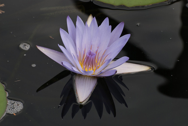 Lotus bleu et son reflet dans l'eau
 - Photo, image