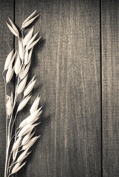 ears of oat on wood - Foto, immagini