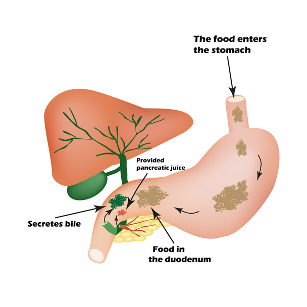 Digestive organs. Digestive apparatus. Bile to digest food. Isolation of pancreatic juice for pirevarivaniya food. I - Vector, Image