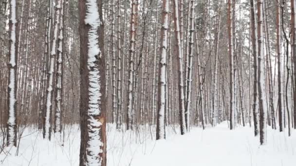 Bosque de coníferas de invierno - Metraje, vídeo