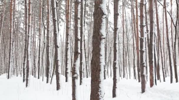 Χειμερινό κωνοφόρο δάσος - Πλάνα, βίντεο