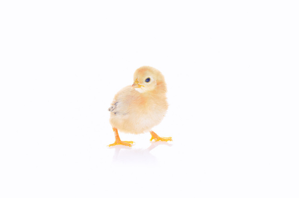 Chick. - Fotó, kép