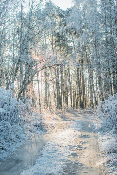 winter morning in the forest - Photo, image