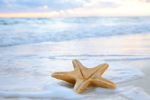 ποντικάκι αστερία σε παραλία, μπλε θάλασσα και την Ανατολή του ηλίου χρόνος, ρηχά d - Φωτογραφία, εικόνα