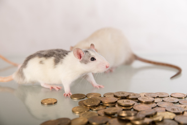 крысы с металлическими золотыми монетами
 - Фото, изображение