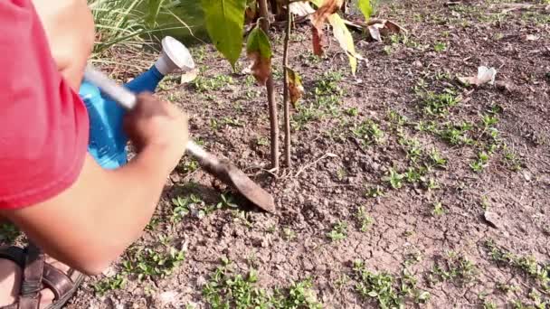 pracownik łopatą drzewa mango - Materiał filmowy, wideo