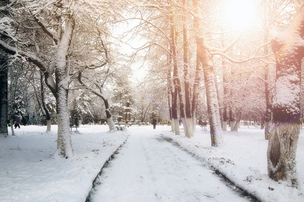 parque callejón árbol camino invierno
 - Foto, imagen