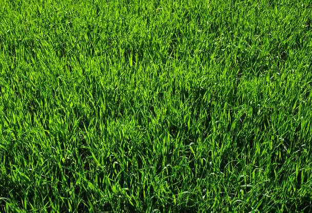 arka planı yeşil çimen - Fotoğraf, Görsel