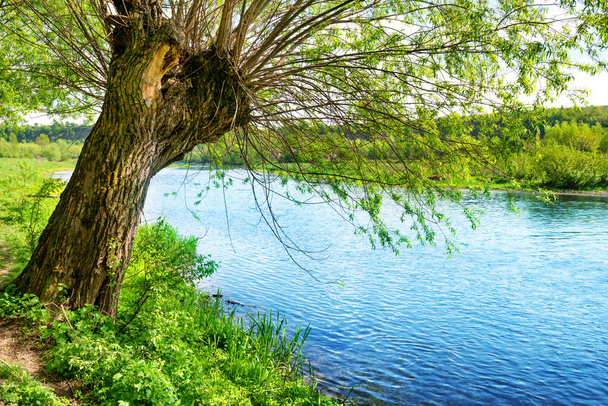 Nehir kıyısında büyük yaşlı ağaç - Fotoğraf, Görsel