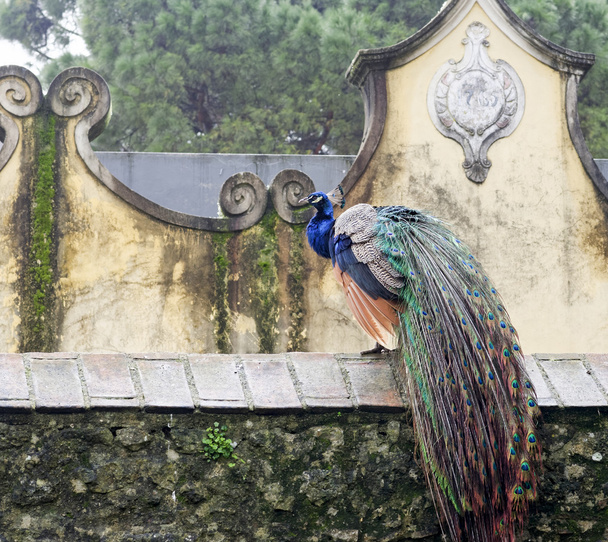 detalle de pavo real en el jardín de sao jorge castillo en lisbon
 - Foto, Imagen