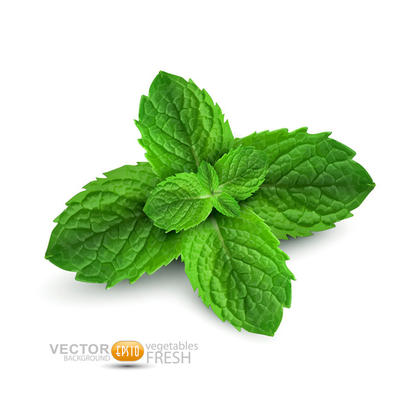 Vector fresh mint leaves on a white background - Vector, Image