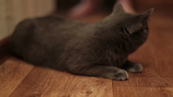 Cute Cat lying on the floor looking at the camera , close-up . - Materiaali, video