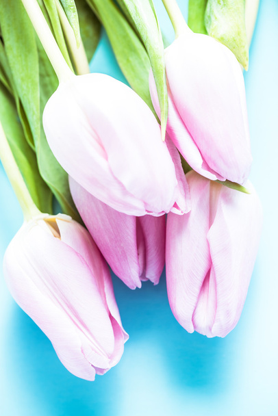 Tulipes roses sur fond bleu pastel
 - Photo, image