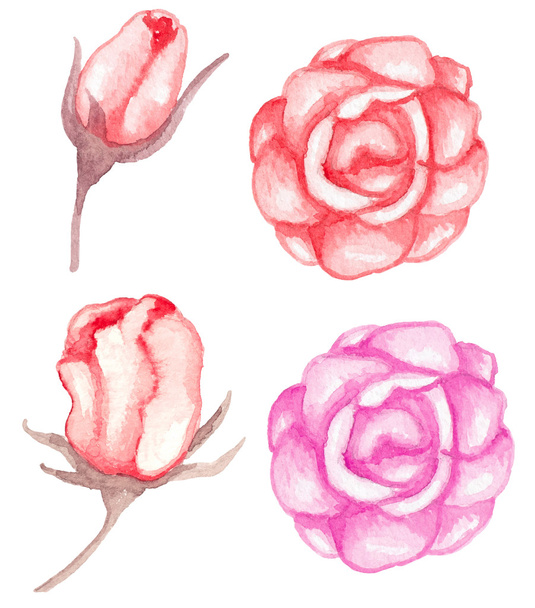 Watercolor red roses - Vettoriali, immagini