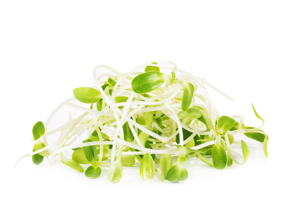 green young sunflower sprouts isolated on white background - Fotoğraf, Görsel