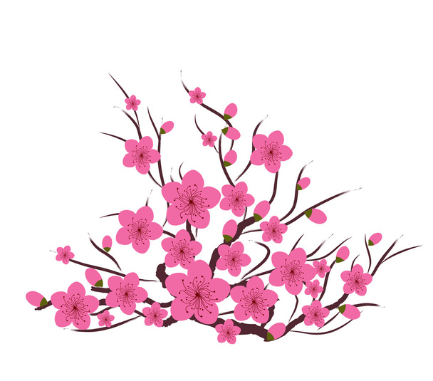 Japanse pruim bloesem - Vector, afbeelding