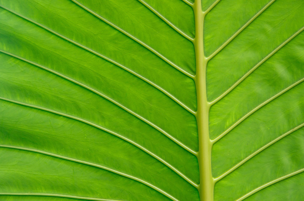 Leaf texture - Photo, Image