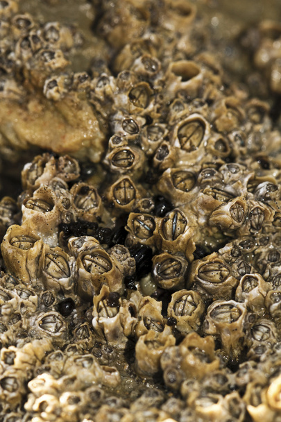 Colony of barnacles - Photo, Image