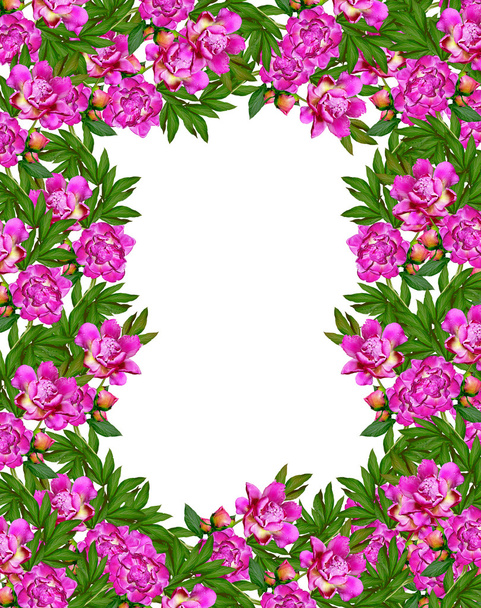 півонічні квіти ізольовані на білому тлі
 - Фото, зображення