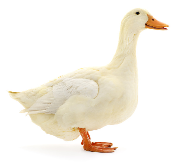 White duck on white. - Foto, imagen