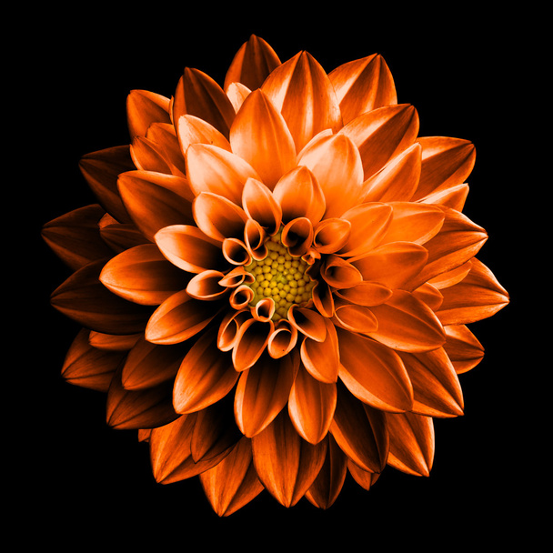 Surrealistické tmavý chrom oranžová a bílá květina dahlia makro izolované na černém pozadí - Fotografie, Obrázek