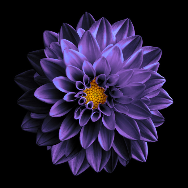 Surrealista oscuro cromo violeta flor dalia macro aislado en negro
 - Foto, imagen