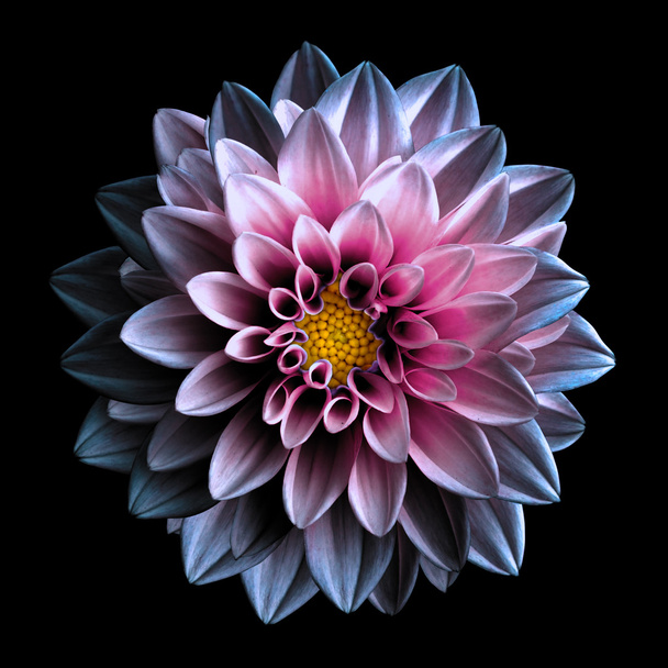 Сюрреалістичний темно-хромова рожева і фіолетова квітка даля макро ізольовані на чорному
 - Фото, зображення